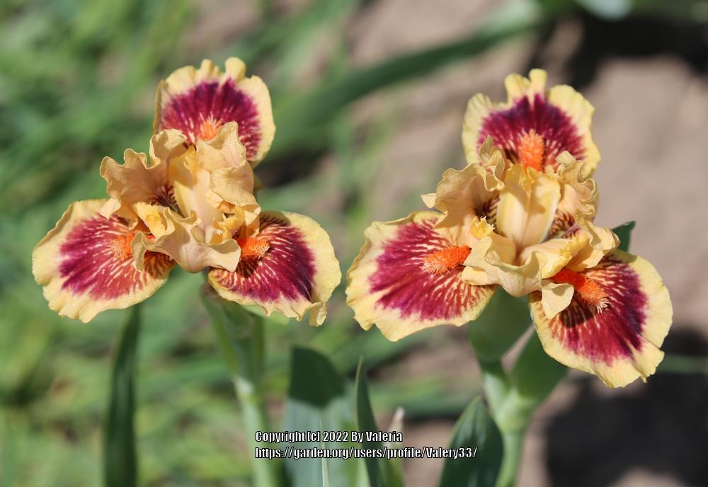 Photo of the bloom of Standard Dwarf Bearded Iris (Iris 'Eye of the