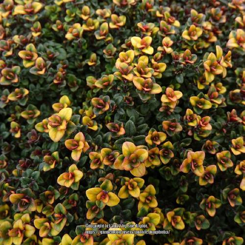 Creeping Thyme (Thymus 'Doone Valley') in the Thymes Database