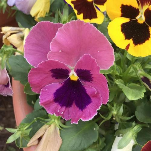 Pansy (Viola x wittrockiana 'Spring Matrix Pink Shades') in the Violas ...