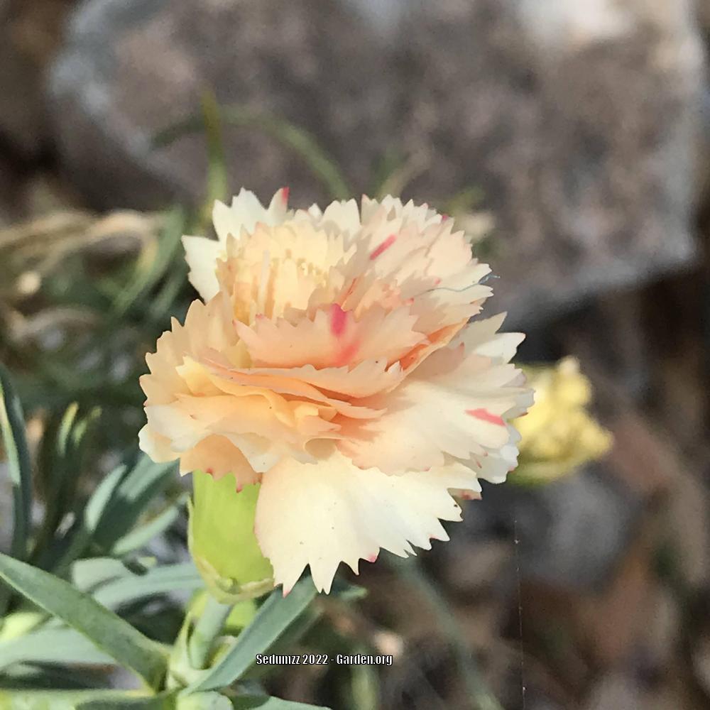 Carnation (Dianthus caryophyllus SuperTrouper™ Yellow) in the Dianthus