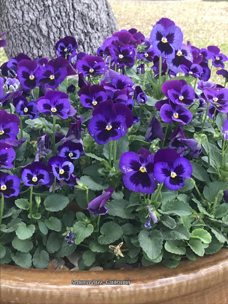 Pansy (Viola x wittrockiana Matrix™ Ocean Breeze Mix) in the Violas