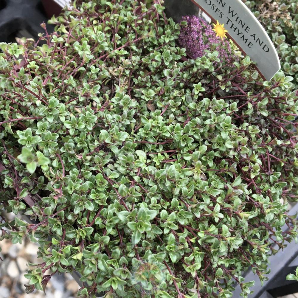 Thyme (Thymus vulgaris 'Caborn Wine and Roses') in the Thymes Database