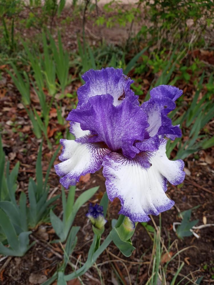 Photo of the bloom of Tall Bearded Iris (Iris 'Texas Two Step') posted by FAIRYROSE