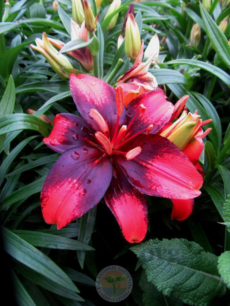 Lily (Lilium Lily Looks™ Tiny Ink) in the Lilies Database - Garden.org