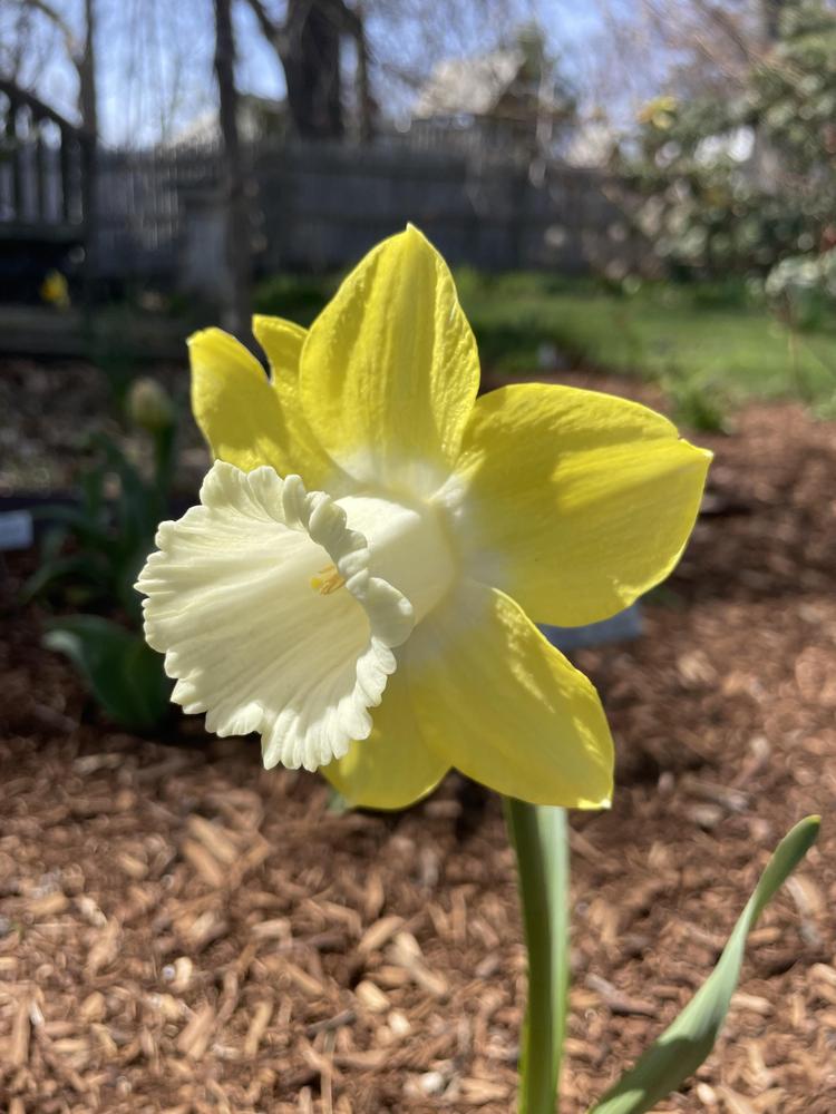 Photo of the bloom of Trumpet Daffodil (Narcissus 'Teal') posted by Zoia