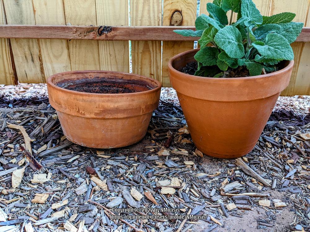 Help Aloe Plant tipping over in the Houseplants forum