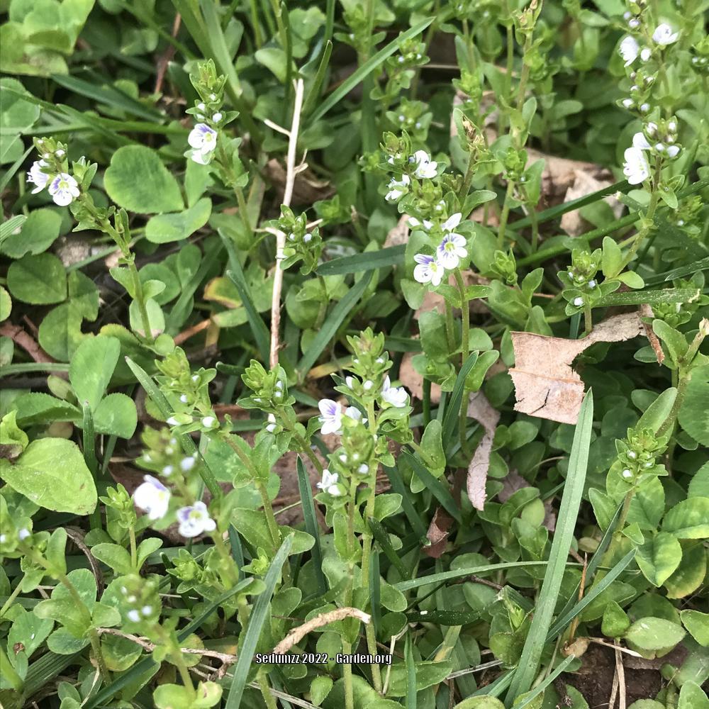 Thyme Speedwell (Veronica serpyllifolia) in the Veronicas Database
