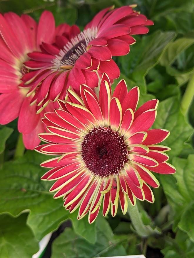 Photo of the bloom of Transvaal Daisy (Gerbera jamesonii Mega