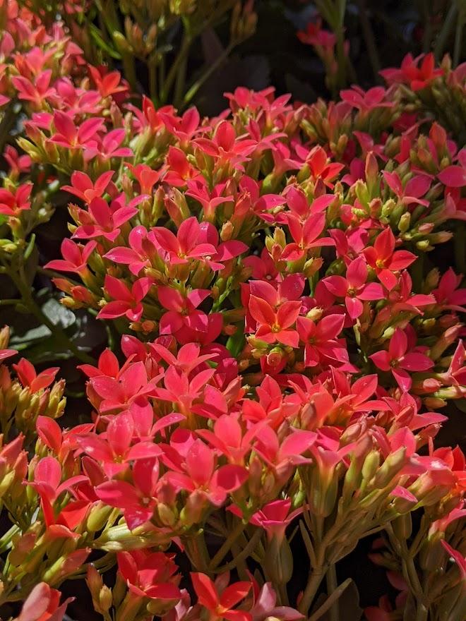 Flaming Katy (Kalanchoe blossfeldiana ‘Kerinci’) in the Kalanchoes
