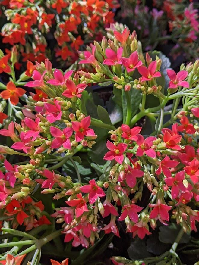 Photo of the bloom of Flaming Katy (Kalanchoe blossfeldiana ‘Kerinci