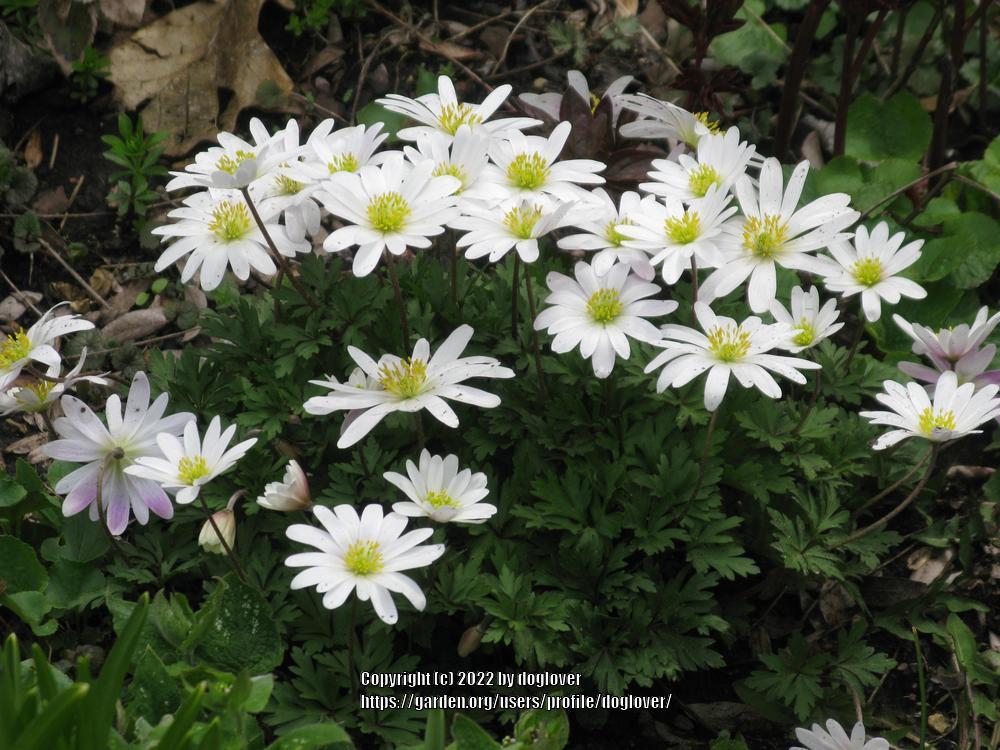 Grecian Windflower Anemone Blanda White Splendour Garden