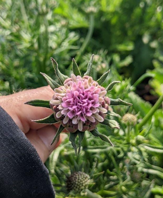 Photo of the bloom of Pincushion Flower (Scabiosa columbaria Giga® Pink