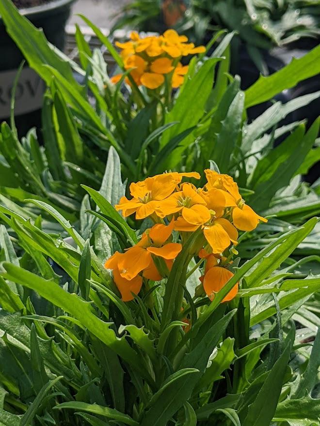 Wallflower (Erysimum linifolium Sunstrong™ Orange)