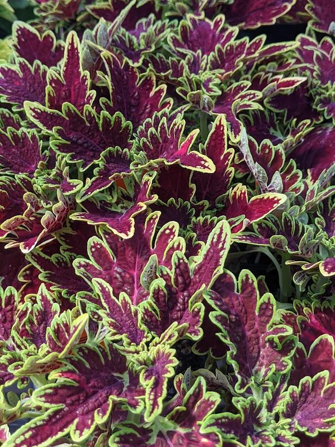 Photo of the entire plant of Coleus (Coleus scutellarioides Main Street