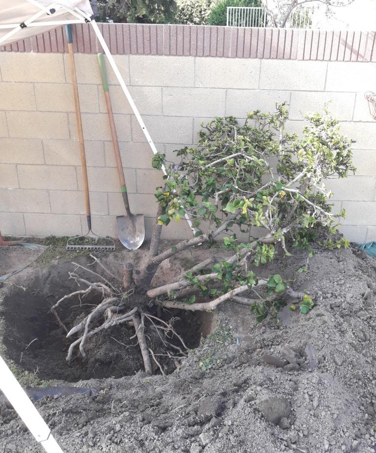 Transplant hibiscus in the Hibiscus forum
