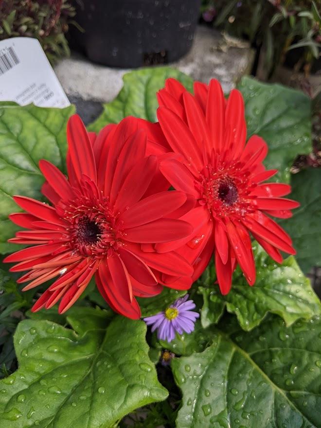 Photo of the entire plant of Transvaal Daisy (Gerbera jamesonii Mega