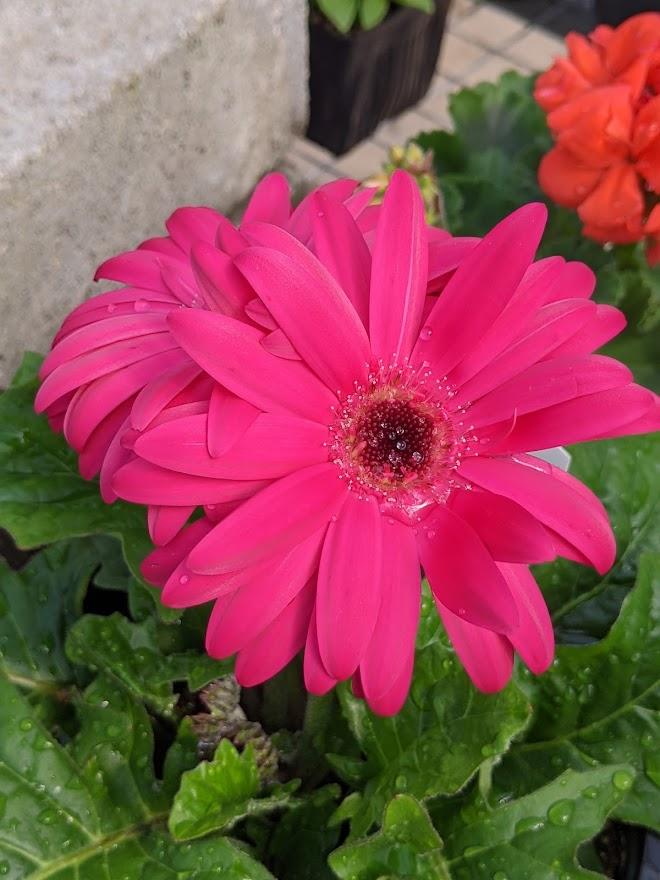 Photo of the bloom of Transvaal Daisy (Gerbera jamesonii Mega