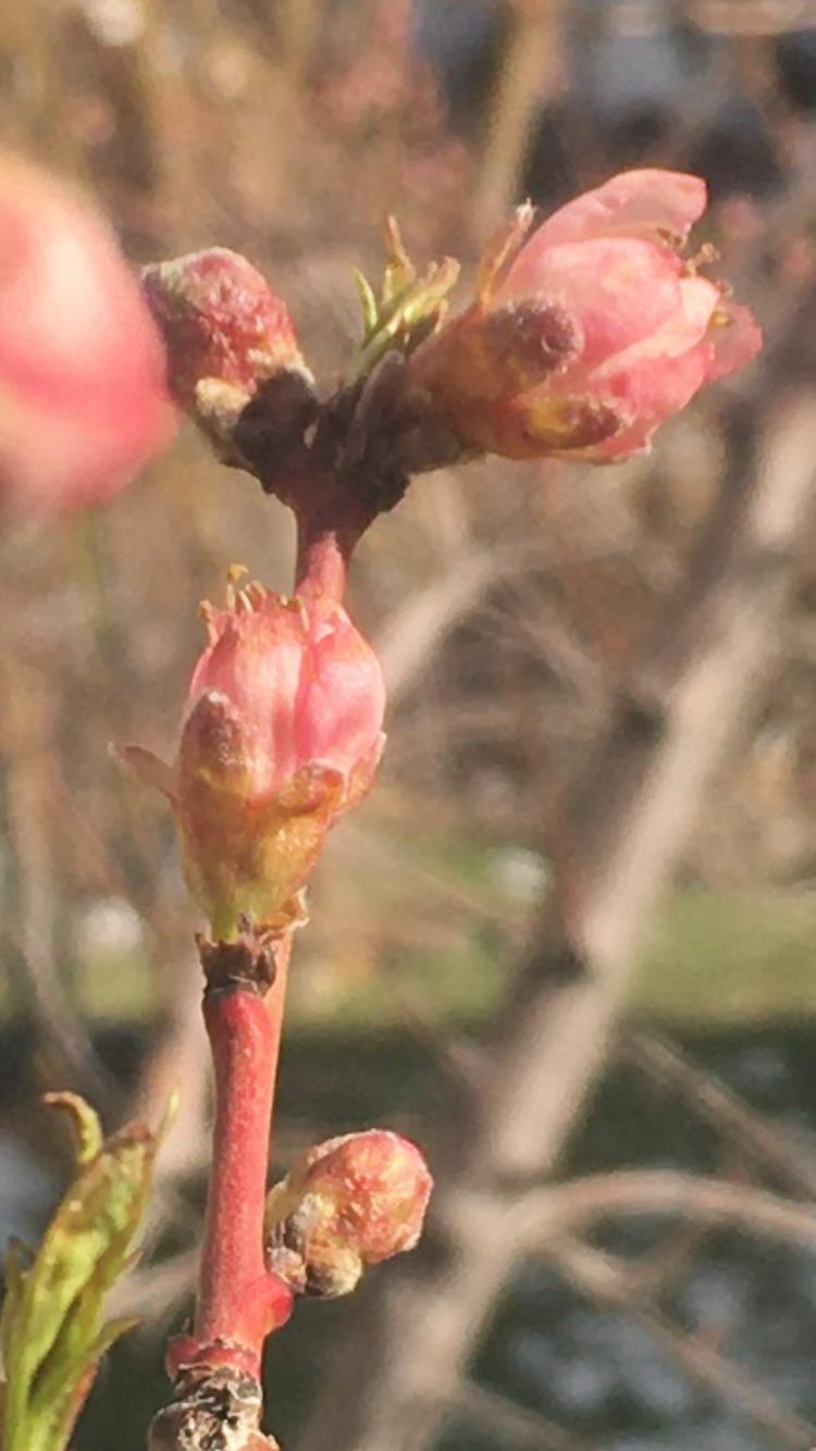 Peach (Prunus persica 'Hale Haven') in the Peaches Database