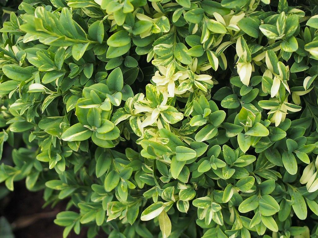 Photo of the leaves of Common Boxwood (Buxus sempervirens ...
