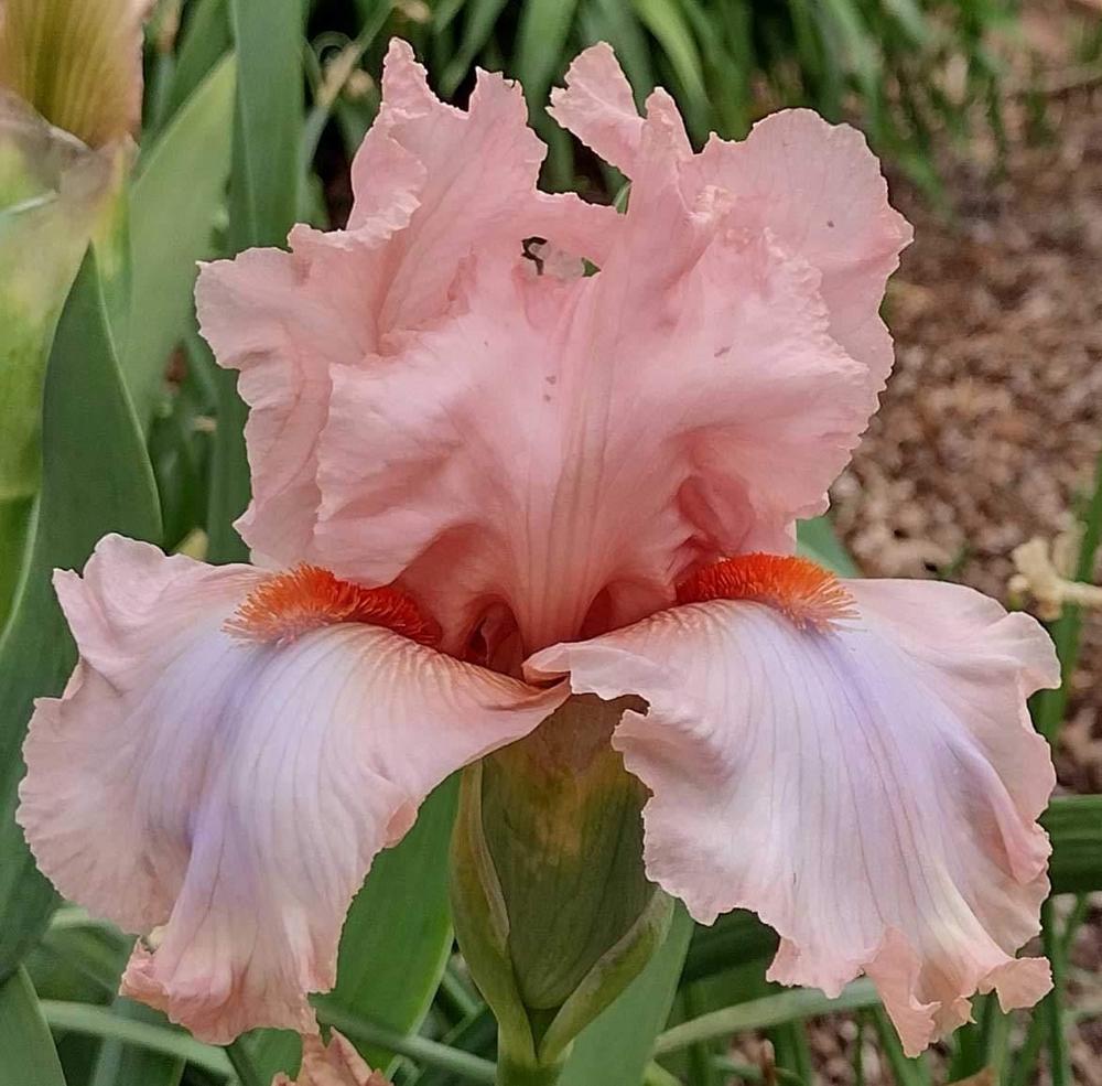 Tall Bearded Iris (Iris 'Early Sunset') in the Irises Database