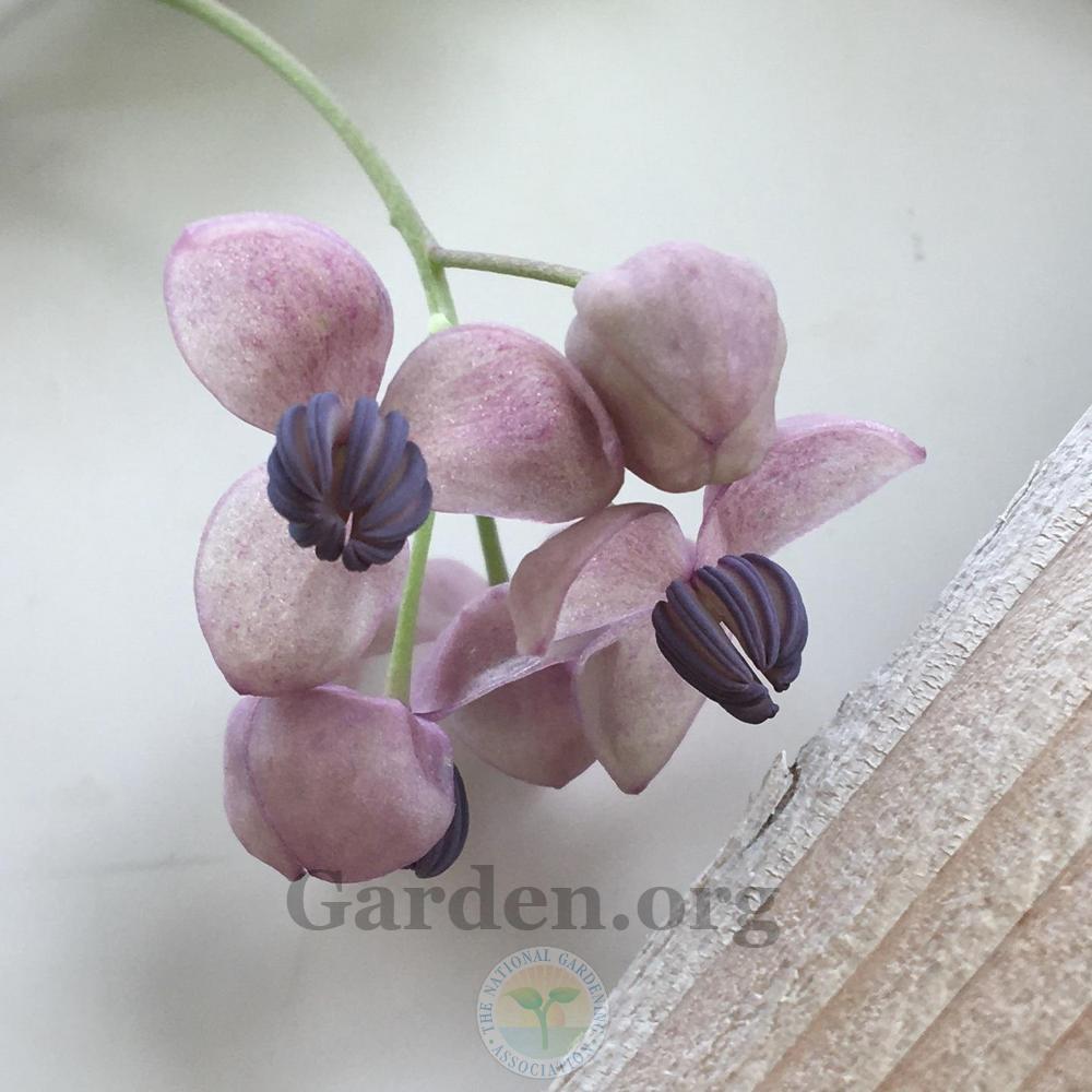 Photo of the bloom of Five-Leaf Chocolate Vine (Akebia quinata Silver ...