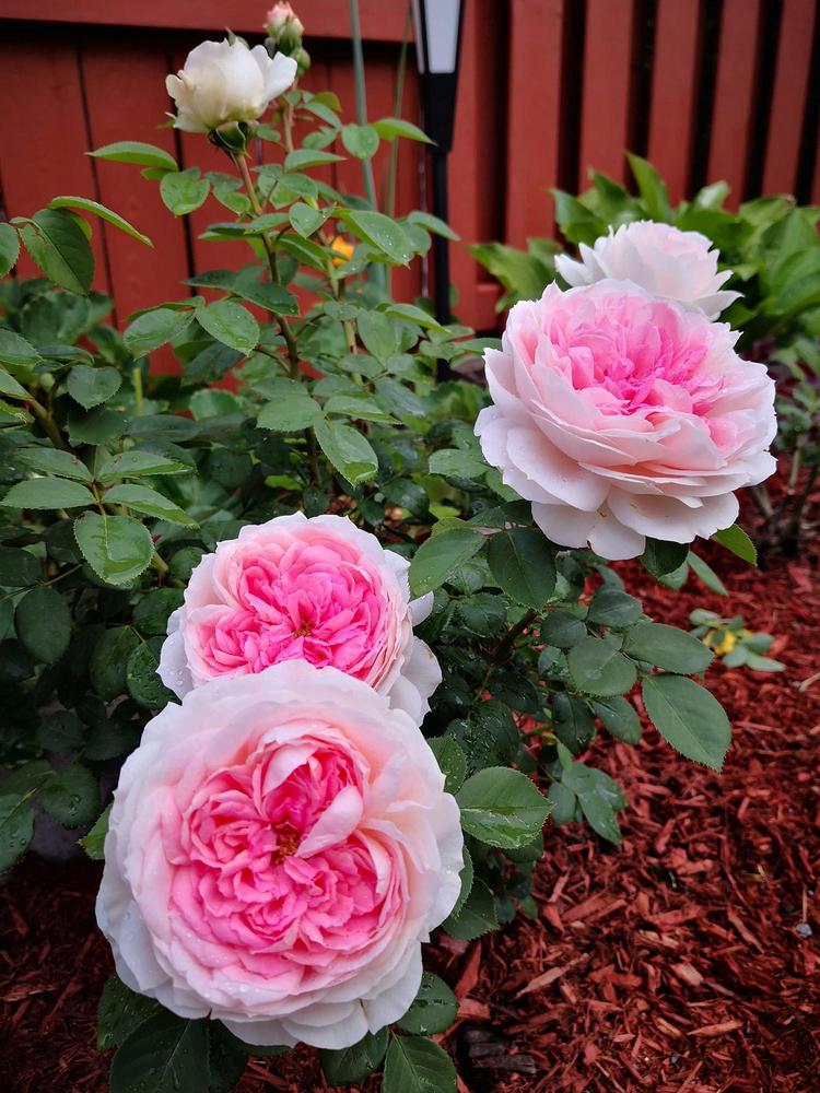 Rose (Rosa 'Forever Rose') in the Roses Database