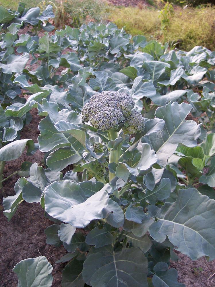 Photo of the entire plant of Broccoli (Brassica oleracea var. italica 'Artwork') posted by