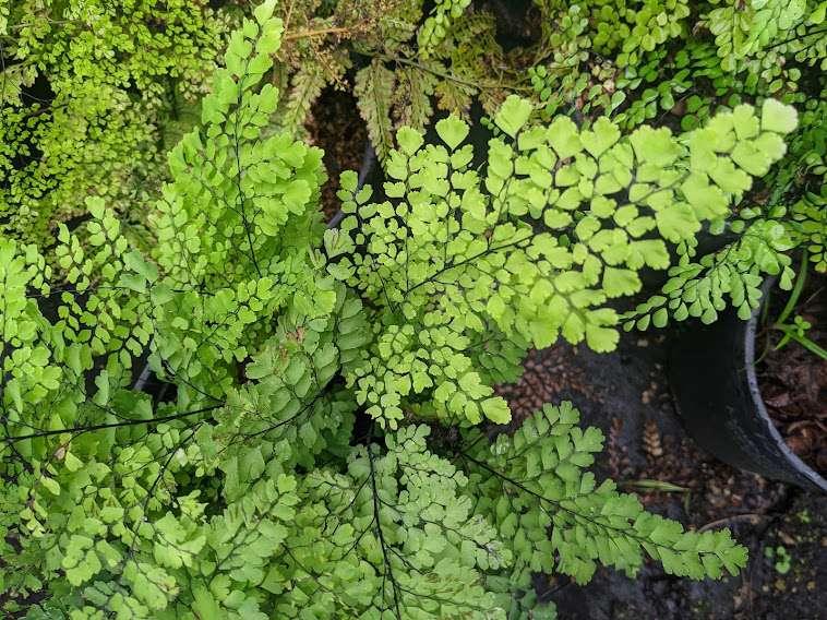Photo of the entire plant of Delta Maidenhair Fern (Adiantum raddianum