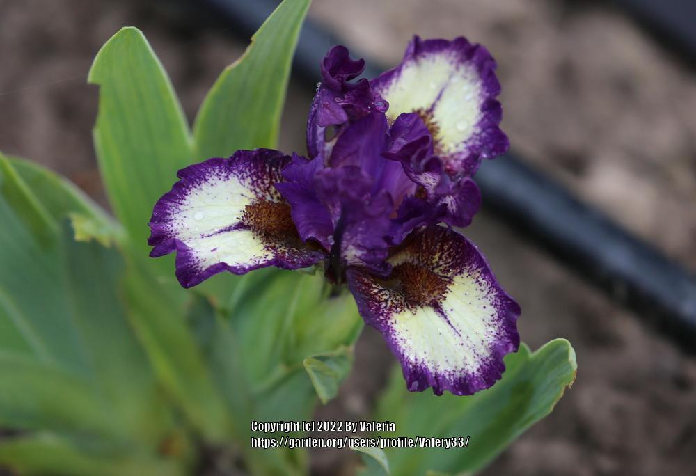 Miniature Dwarf Bearded Iris (Iris 'Be Brief') in the Irises Database ...