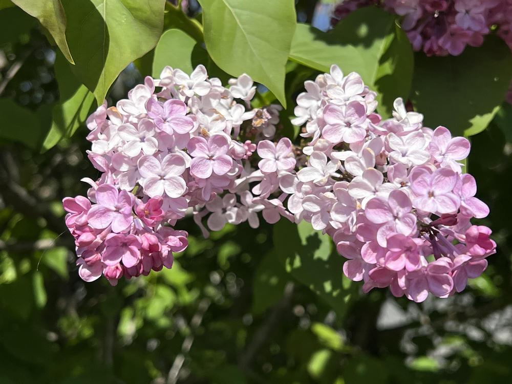 Photo of the bloom of Early Flowering Lilac (Syringa x hyacinthiflora