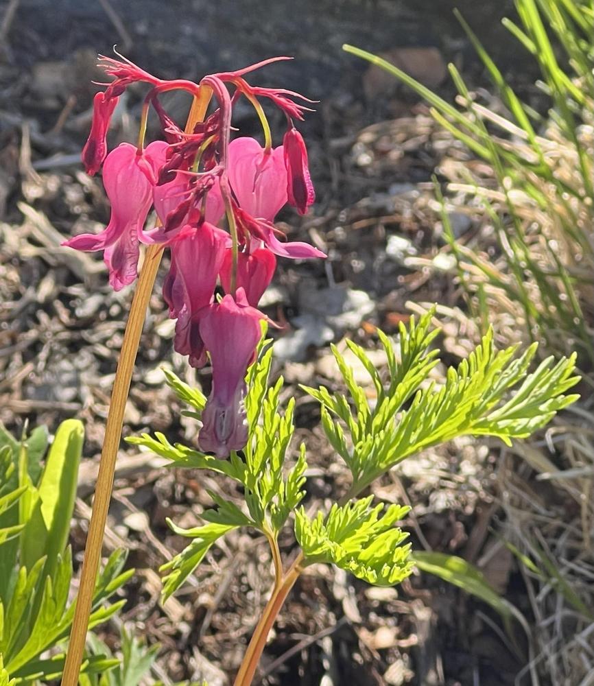 Photo of the bloom of Wild Bleedingheart (Dicentra eximia) posted by