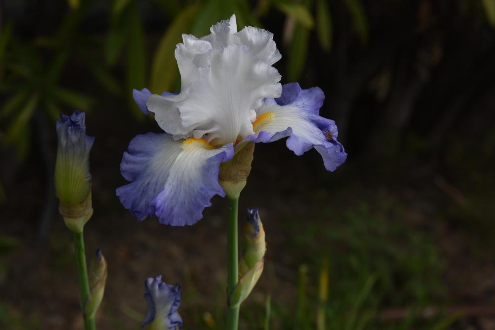 Photo of the bloom of Tall Bearded Iris (Iris 'Beautiful Victoria