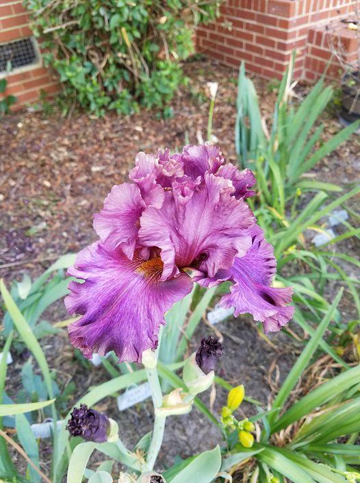 Photo of the bloom of Tall Bearded Iris (Iris 'Decanter') posted by