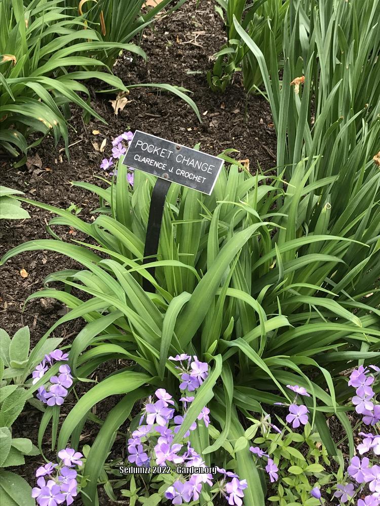 Photo of the entire plant of Daylily (Hemerocallis 'Pocket Change