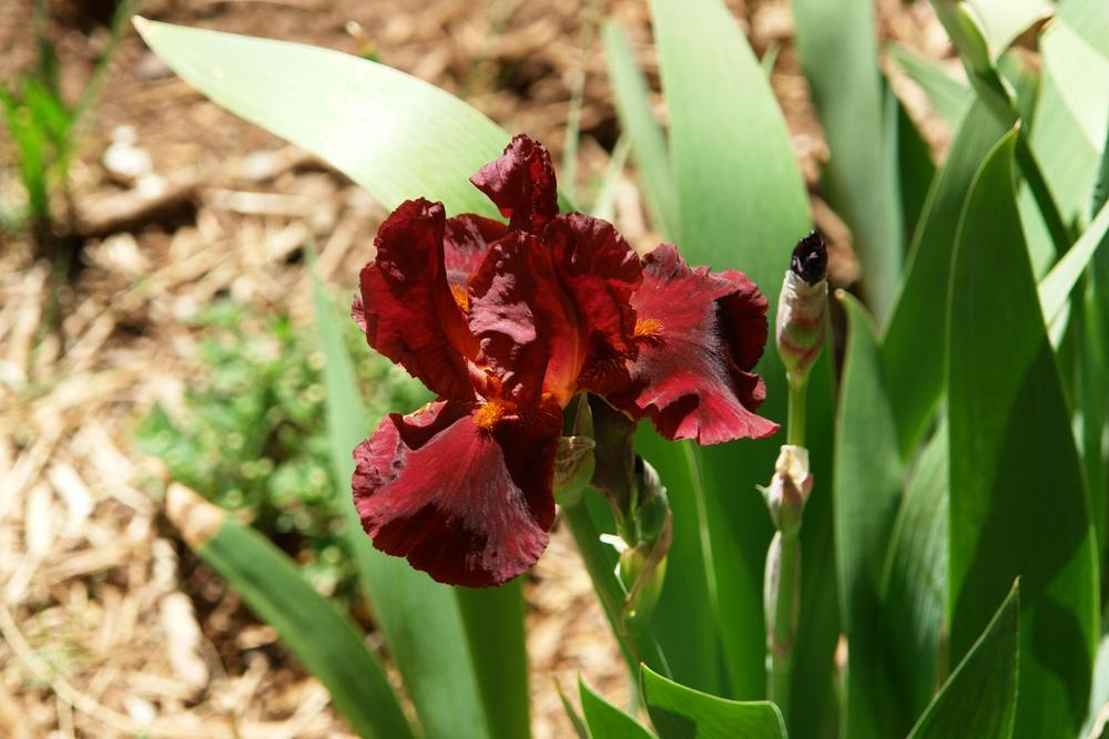 Bernice's Legacy in the Irises forum