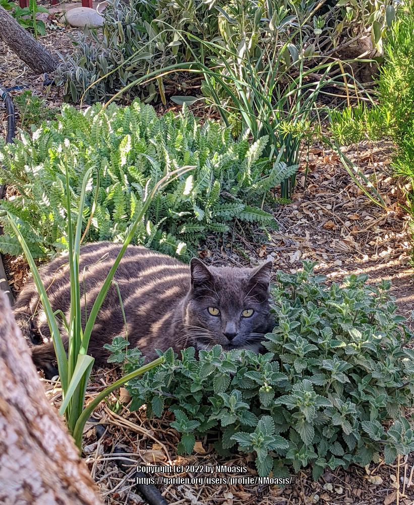 Will outdoor cats eat my catmint? in the Ask a Question forum