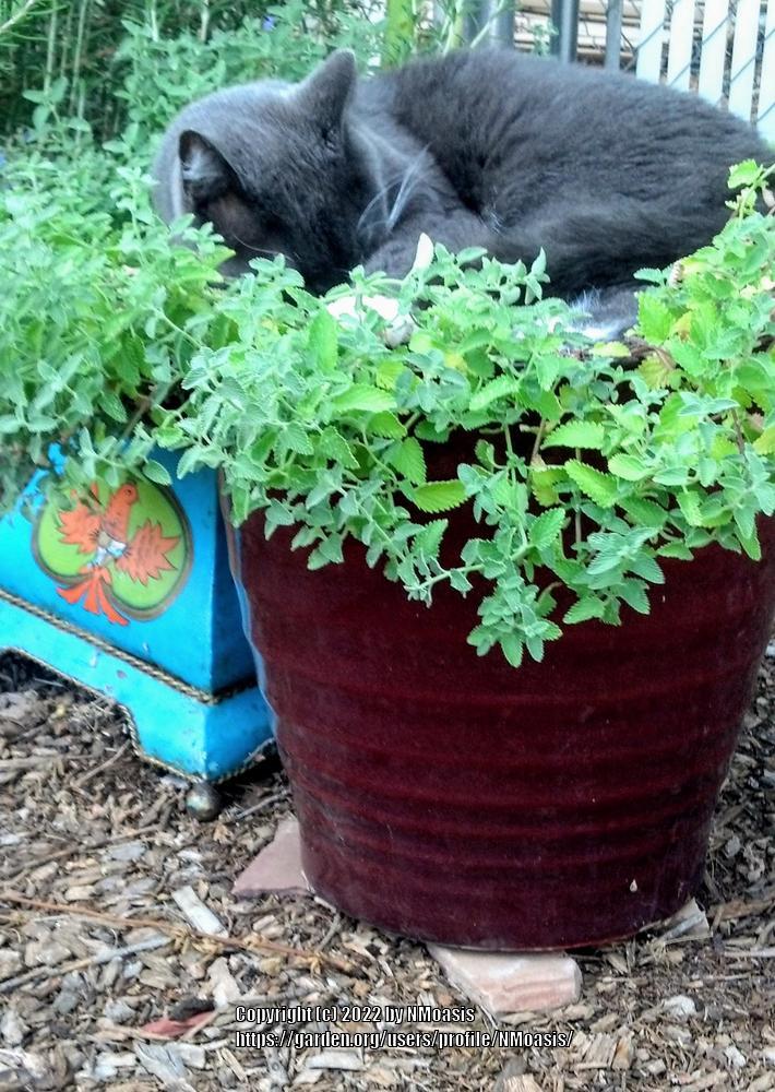 Will outdoor cats eat my catmint? in the Ask a Question forum