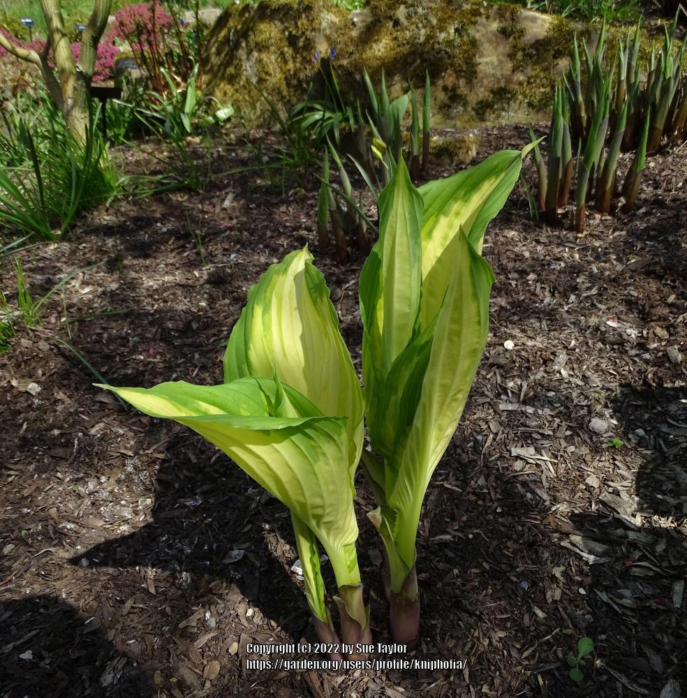 Photo of the emerging growth of Hosta 'War Paint' posted by kniphofia