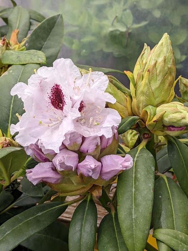 Rhododendron &lsquo;Calsap&rsquo; in the Rhododendrons Database - Garden.org