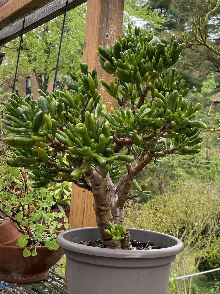 Photo of the entire plant of Finger Jade (Crassula ovata 'Gollum