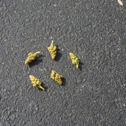 Location: Downingtown, Pennsylvania
Date: 2022-05-04
fallen Sweetgum flowers