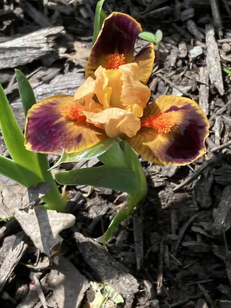 Miniature Dwarf Bearded Iris (Iris 'Hot Tip') in the Irises Database ...