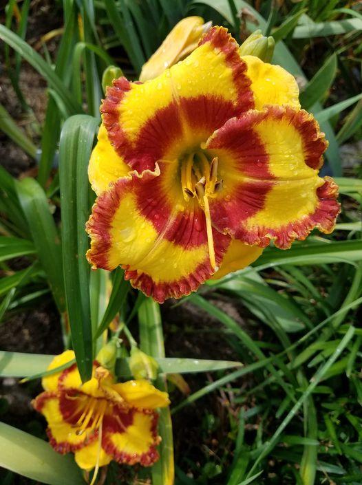 Daylily (Hemerocallis 'Fashion Rings') in the Daylilies Database