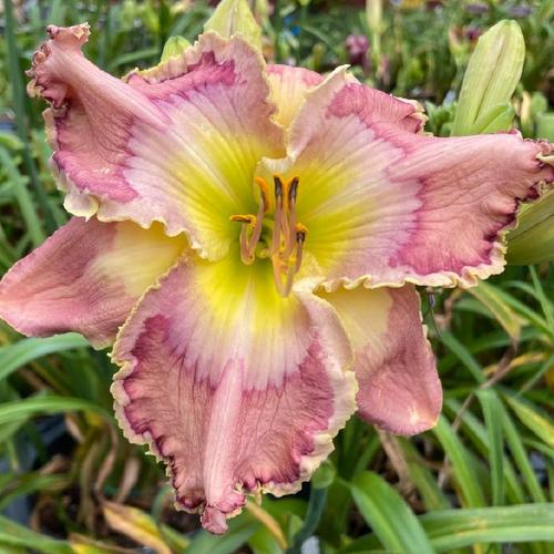 Daylily (Hemerocallis 'Jag') in the Daylilies Database