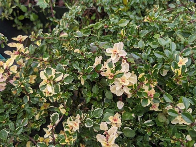 Photo of the leaves of BroadLeaf Thyme (Thymus pulegioides 'Foxley