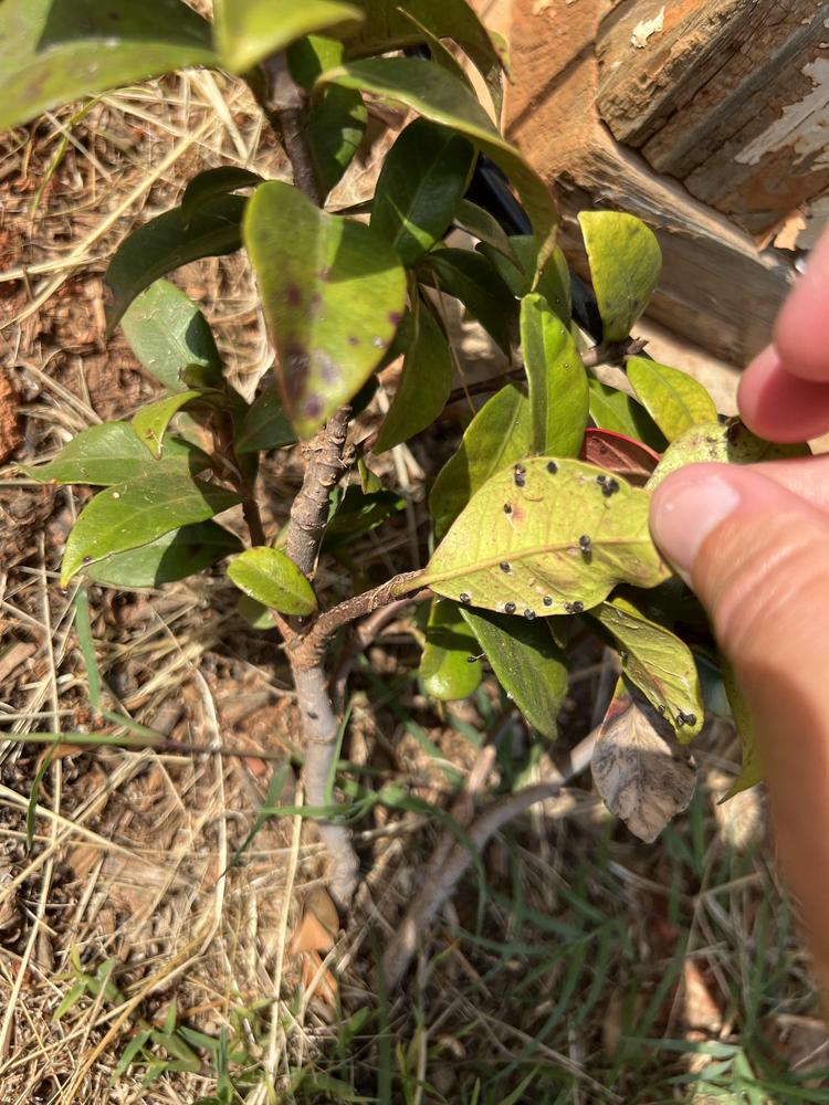 Star jasmine insect or disease? in the Ask a Question forum
