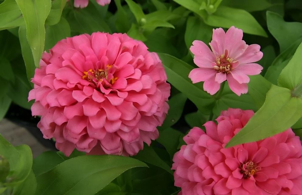 Zinnia (Zinnia elegans 'Short Stuff Coral')