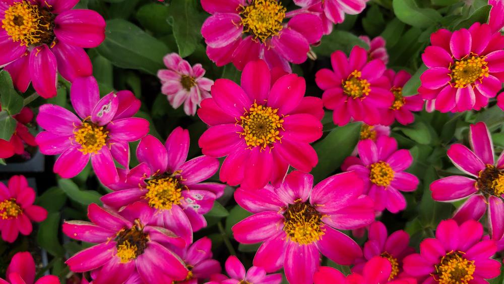 Zinnia 'Profusion Cherry'