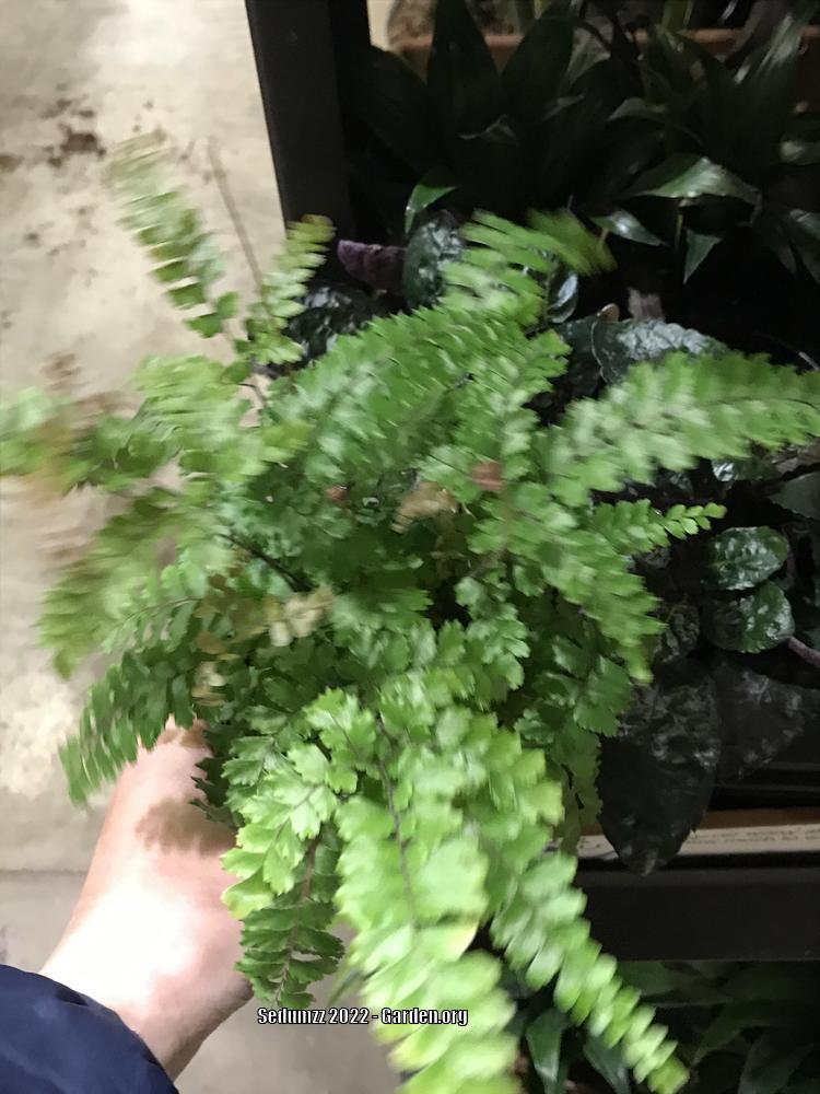 Maidenhair Fern (Adiantum hispidulum 'Bronze Venus')