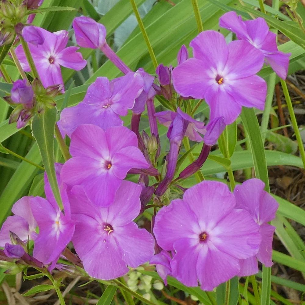 Photo of the bloom of Garden Phlox (Phlox 'Opening Act Romance') posted